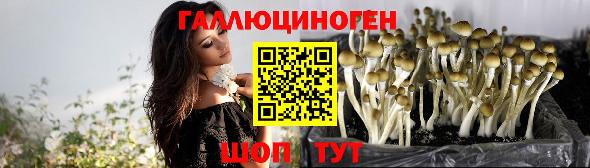 Галлюциногенные грибы Psilocybe Тамбов